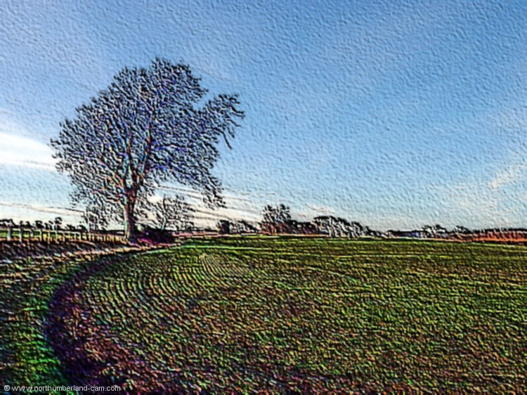 The Field
