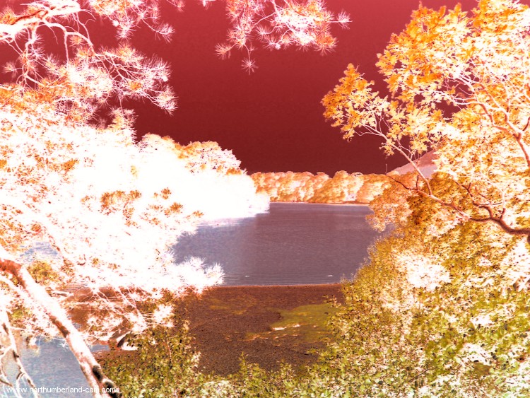 Lakeside Trees
