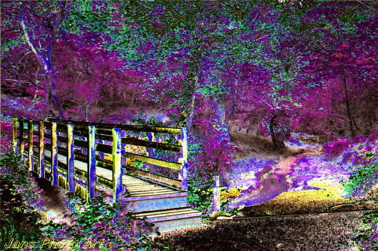 The Purple Woods