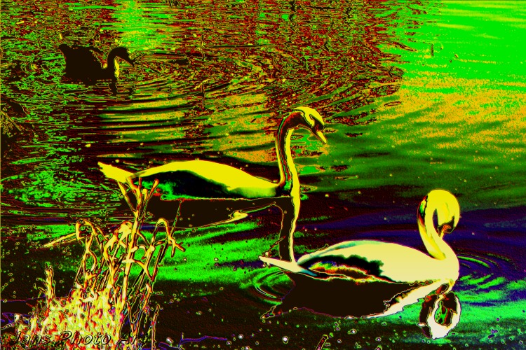 Swans