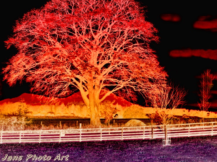 Burning Tree