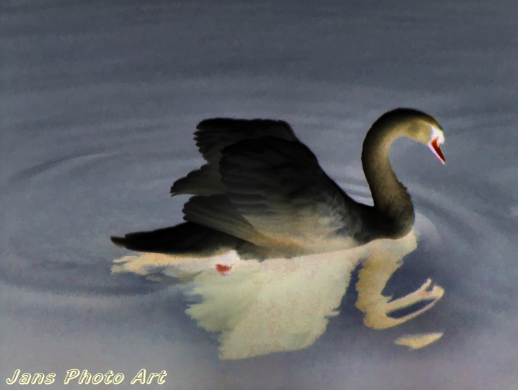 Two Tone Swan