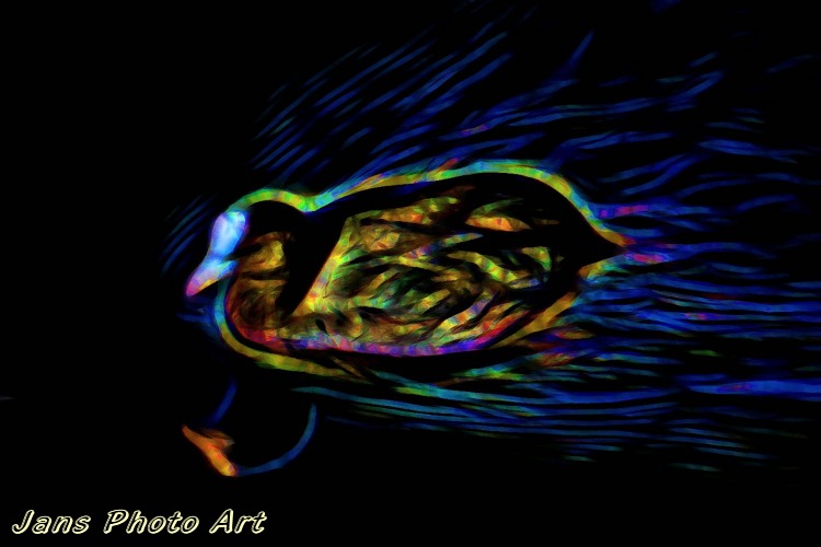 Rainbow Coot