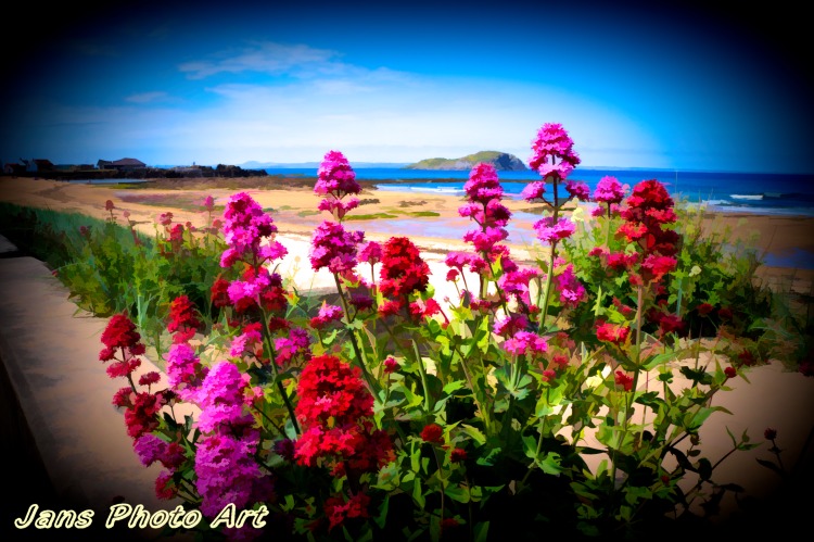 Beach Flowers