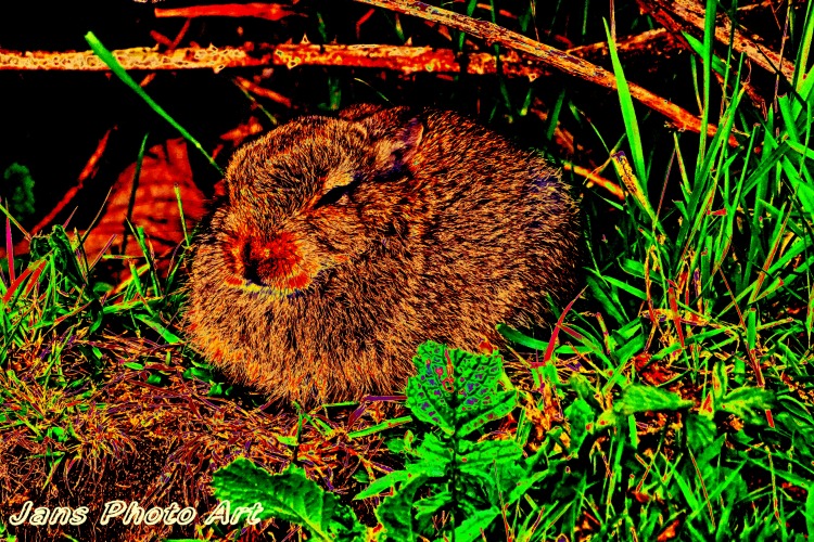 Red Nose Rabbit