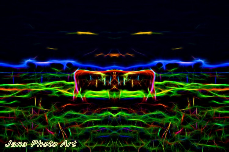 The Cows