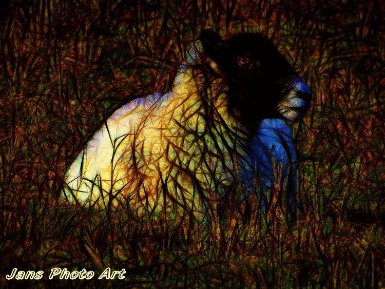 The Sheep