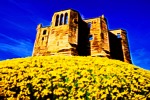 Daffodil Castle