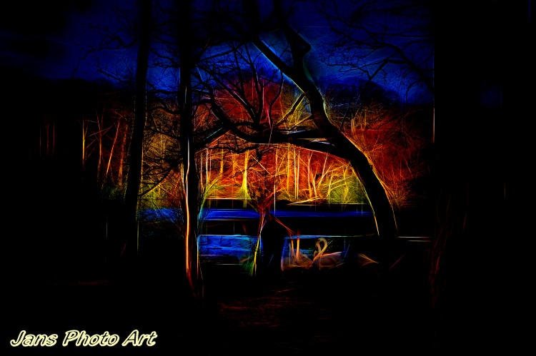 Night Swans